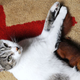 Image for article titled All Creatures Great & Small